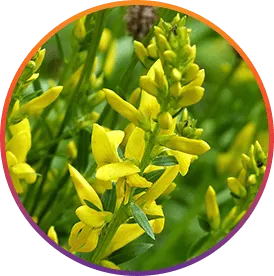 ResveraBurn™ Genistein ingredient